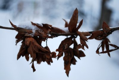 Fagus sylvatica 'Cristata' - buk lesní - zima
